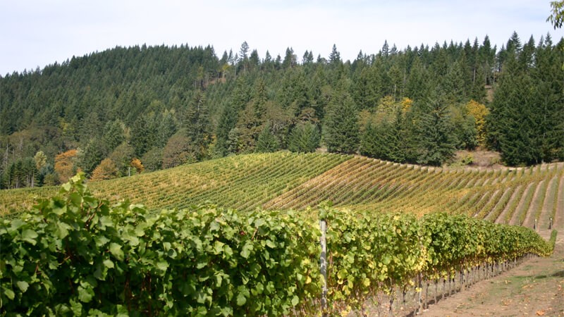 Oregon Wine Country