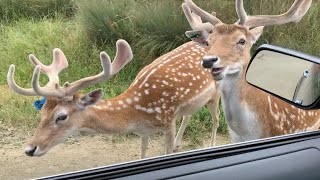 safari oregon