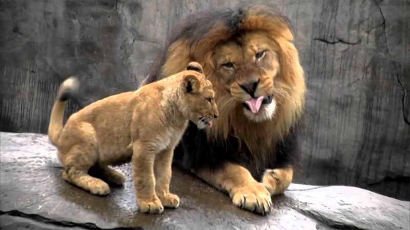 Oregon Zoo lions